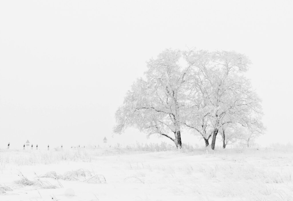 Snow-covered trees in a peaceful winter landscape under a bright sky.